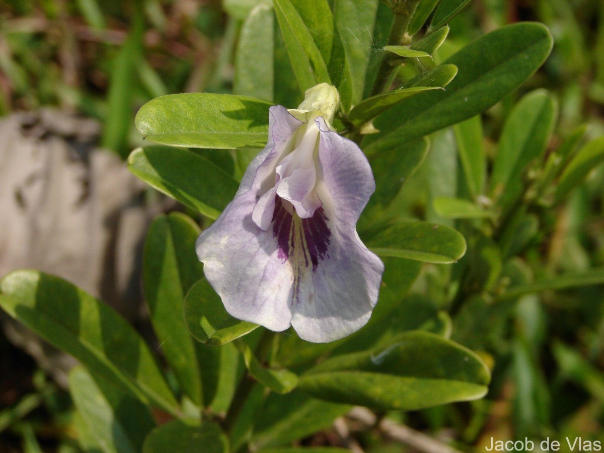 Clitoria laurifolia Poir.